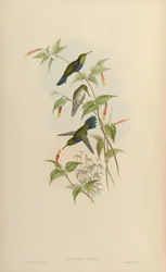Juliamyia typica